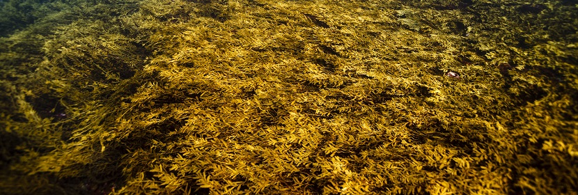 近岸海域應急監測