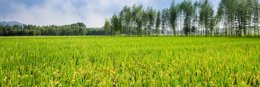 林業調查