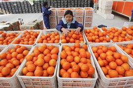 滬上柑橘價格波動 囤貨影響與春節走勢分析